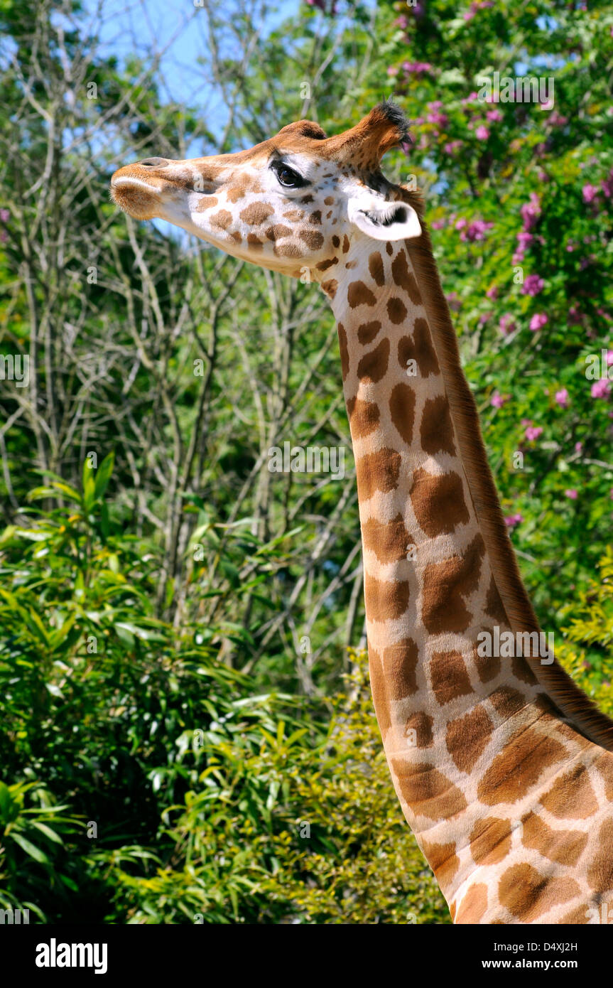 Profile portrait of giraffe (Camelopardalis) on green vegetation background Stock Photo
