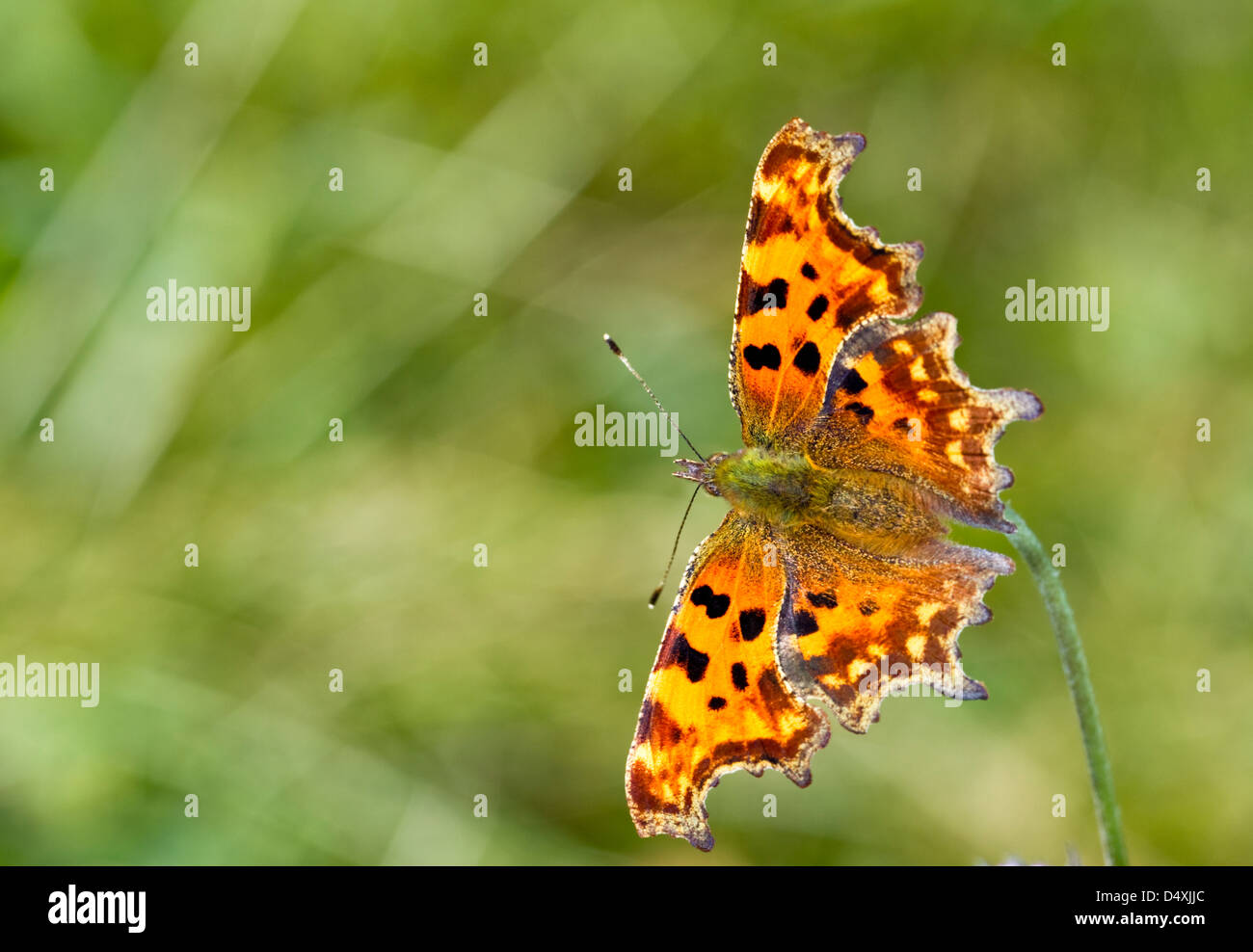 Comma Polygonia c-album, Vanessa c-bianca, Butterfly resting on a flower with wing open top view Stock Photo
