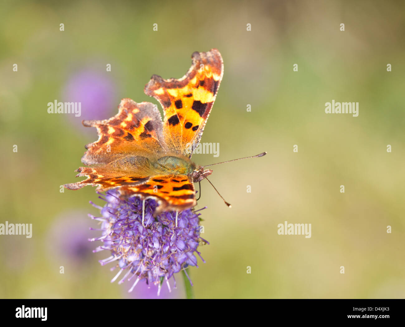 Comma Polygonia c-album, Vanessa c-bianca, Butterfly resting on a purple flower with wing open top view Stock Photo
