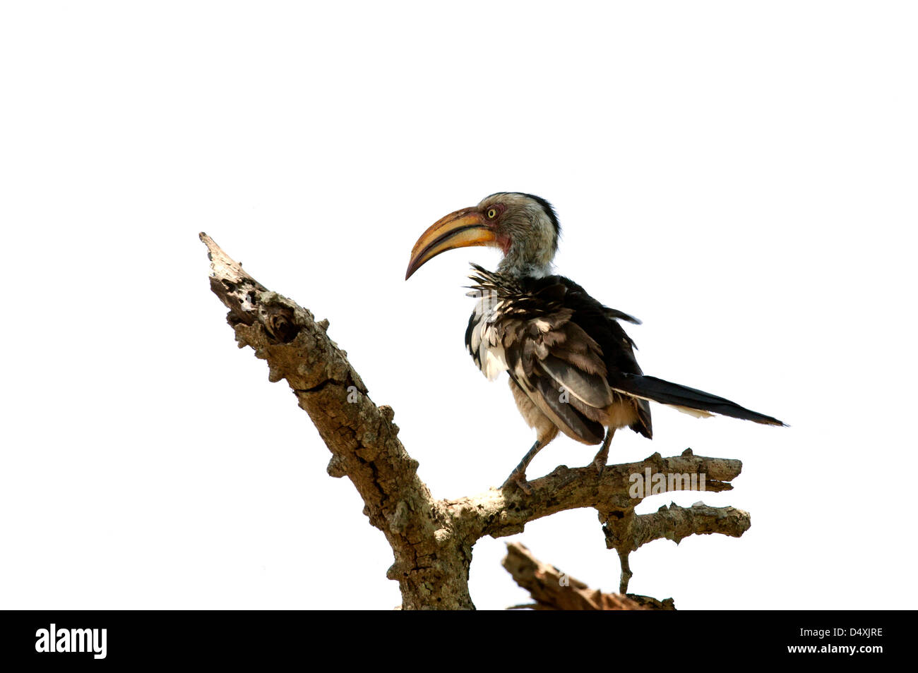 The Southern Yellow billed Hornbill  Tockus leucomelas perched in a dead tree top against a burnt out white sky background Stock Photo