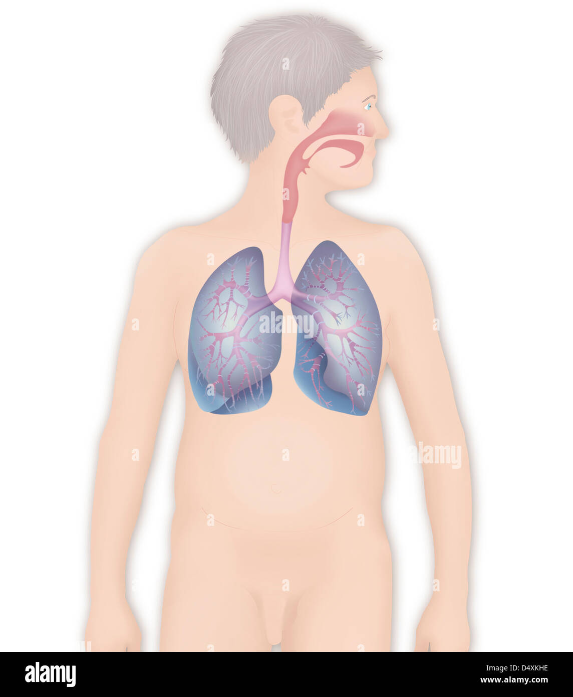 RESPIRATORY TRACT, DRAWING Stock Photo