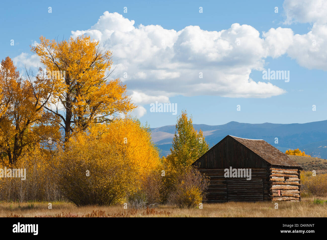 An Old 1880 S Log Cabin Sits Among Cottonwood And Aspen Trees That