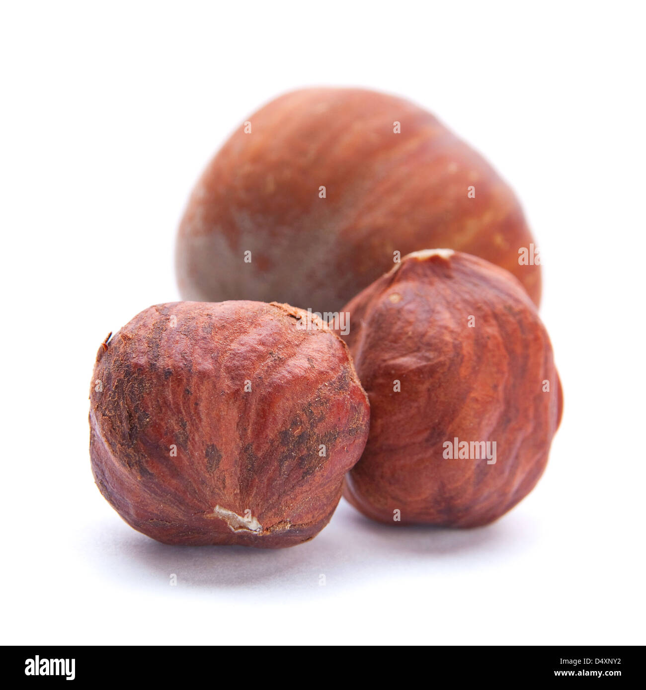 Hazelnut nut closeup isolated on white Stock Photo