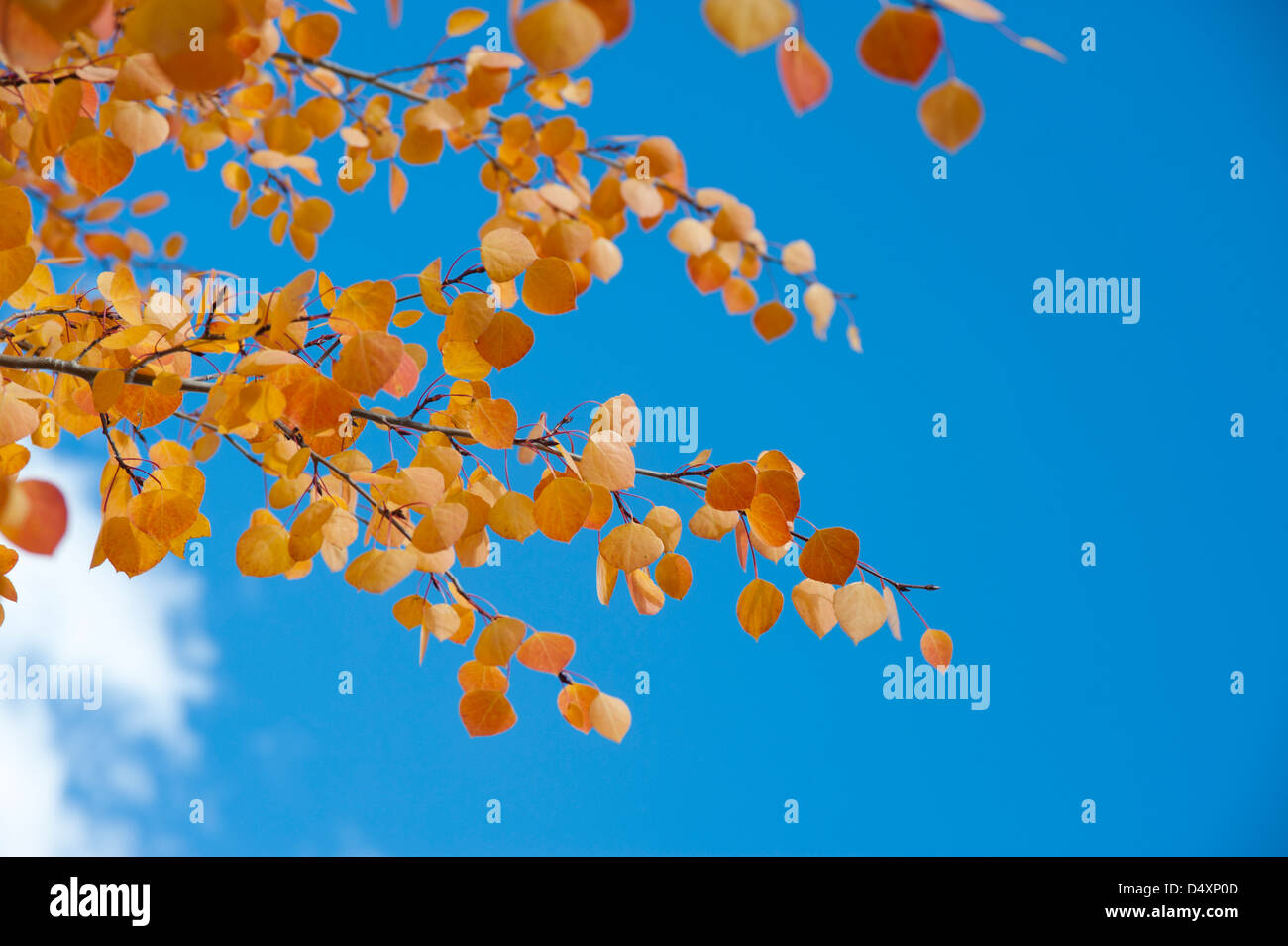 Most aspen trees turn gold in Fall but this tree sports a spectacular