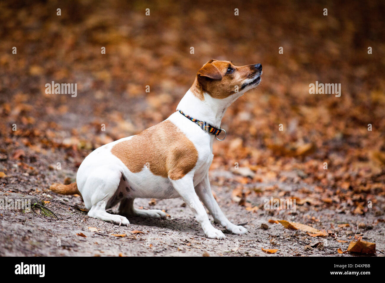 Brown & White Jack Russell Terrier in the Autumn/ Fall leaves - a woodland scene Stock Photo