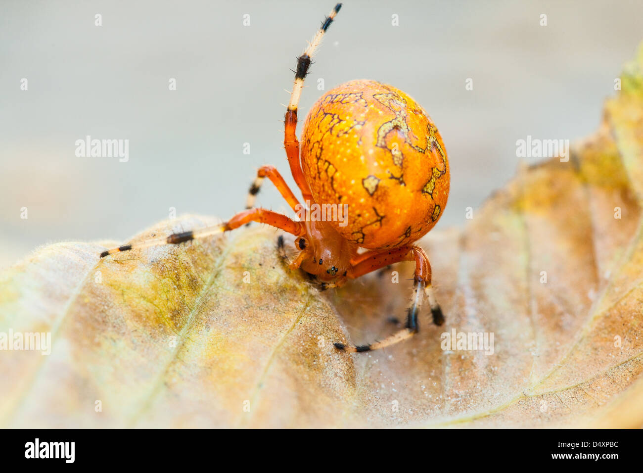 A Macro Shot Of An Orange Marbled Orb Weaver Spider On A Fall Leaf