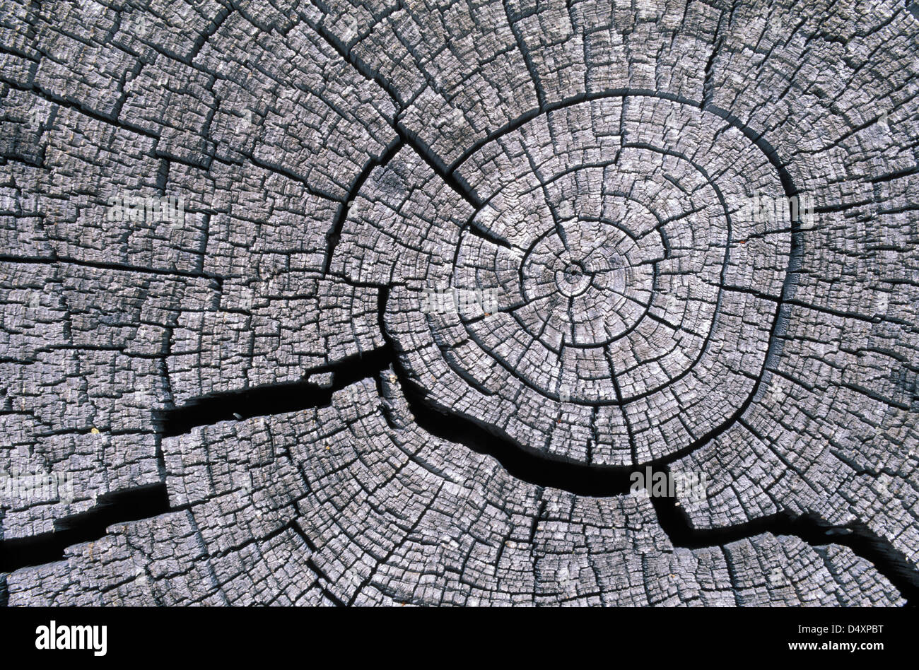 Whitring Tree withering growth rings on cracked pine tree stump Stock Photo - Alamy