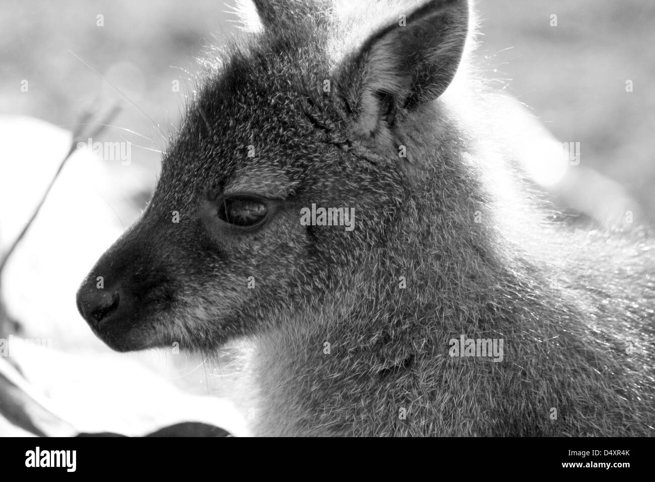 wallaby Stock Photo