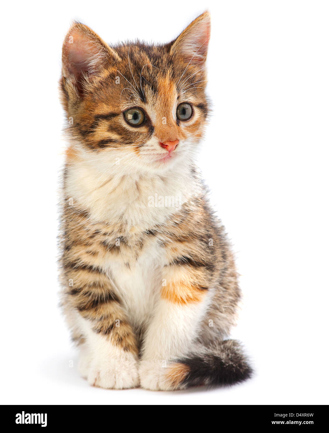 Young kitten sitting isolated on white Stock Photo