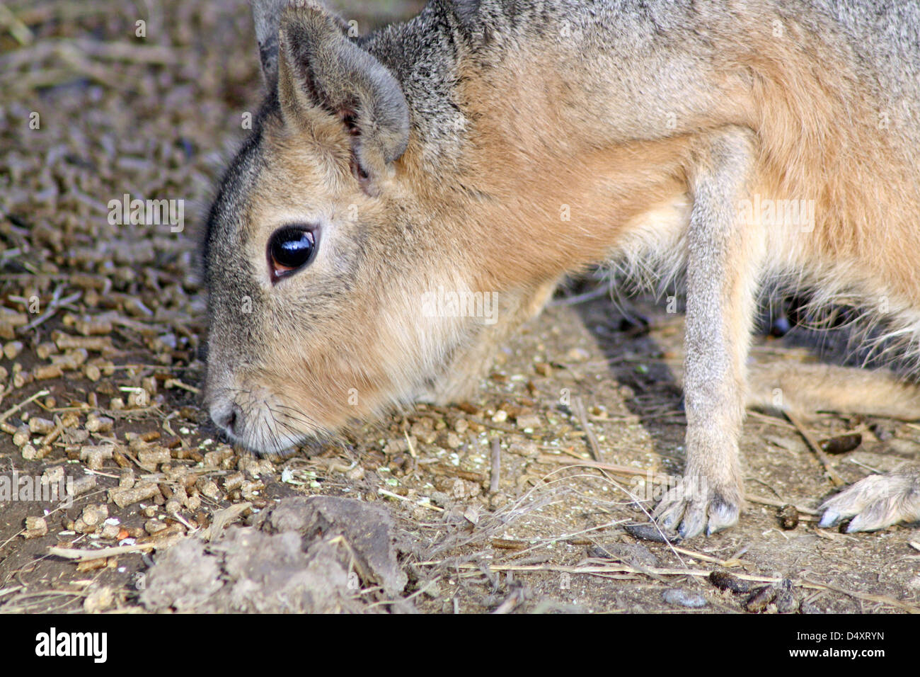 Mara animal hi-res stock photography and images - Alamy