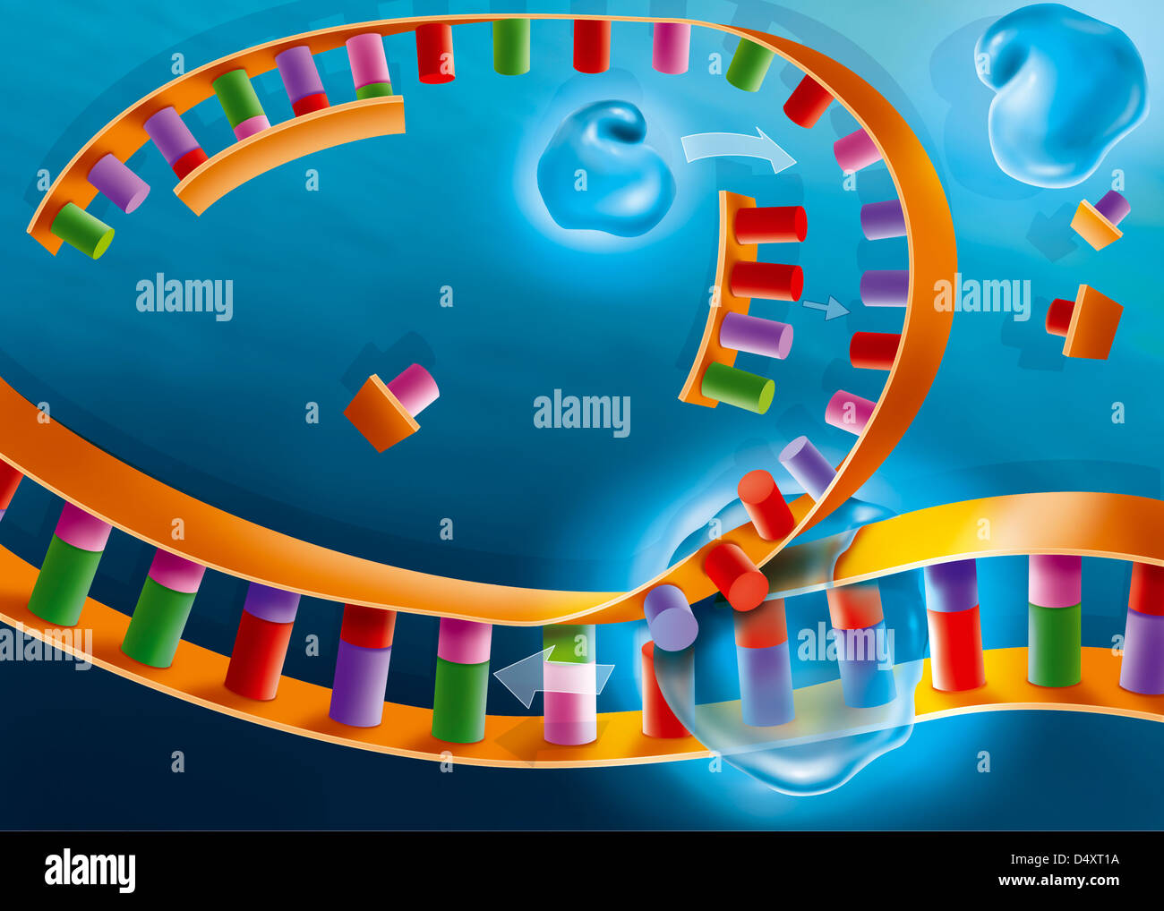 Dna replication hires stock photography and images Alamy