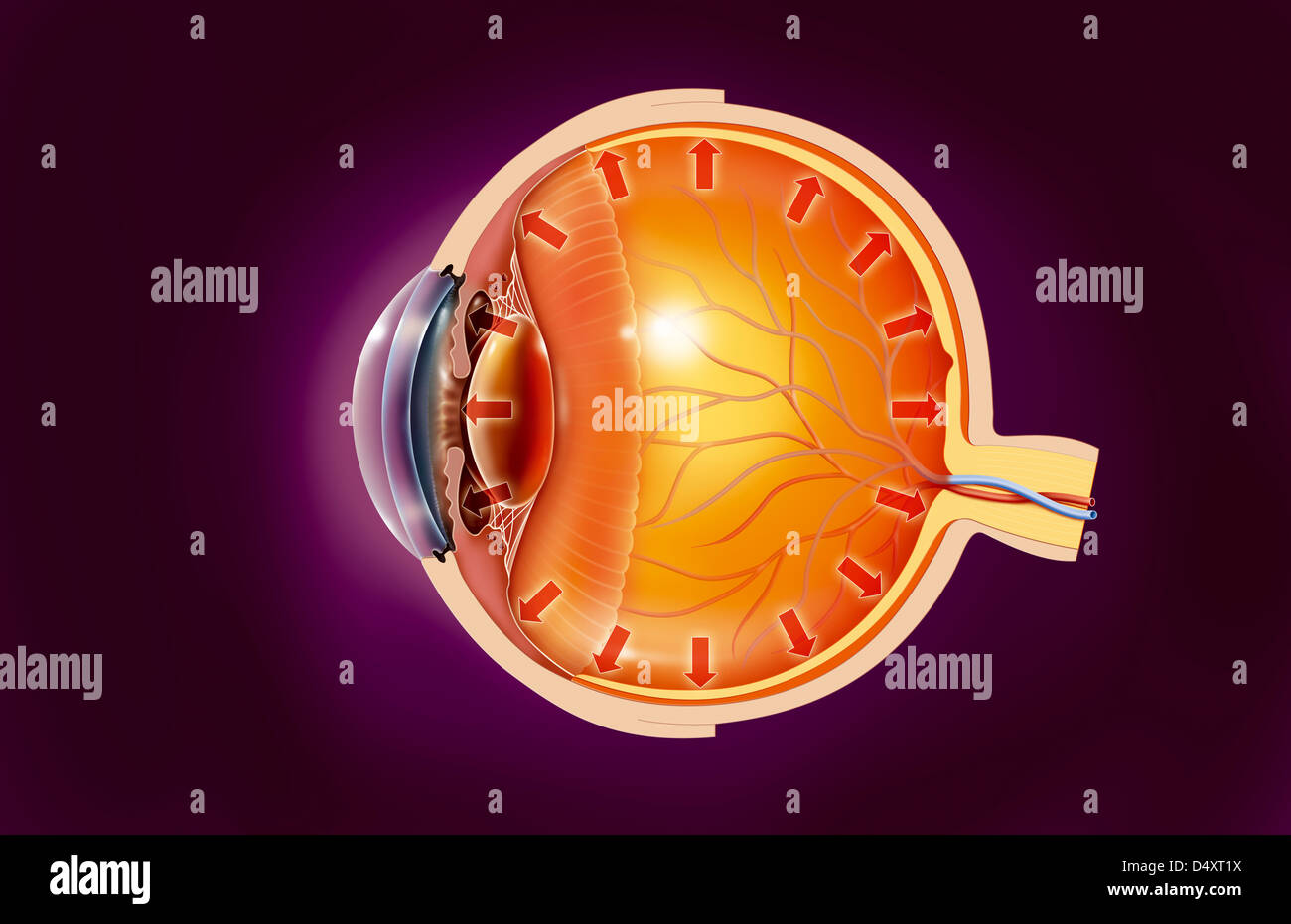 INTRAOCULAR TENSION, DRAWING Stock Photo