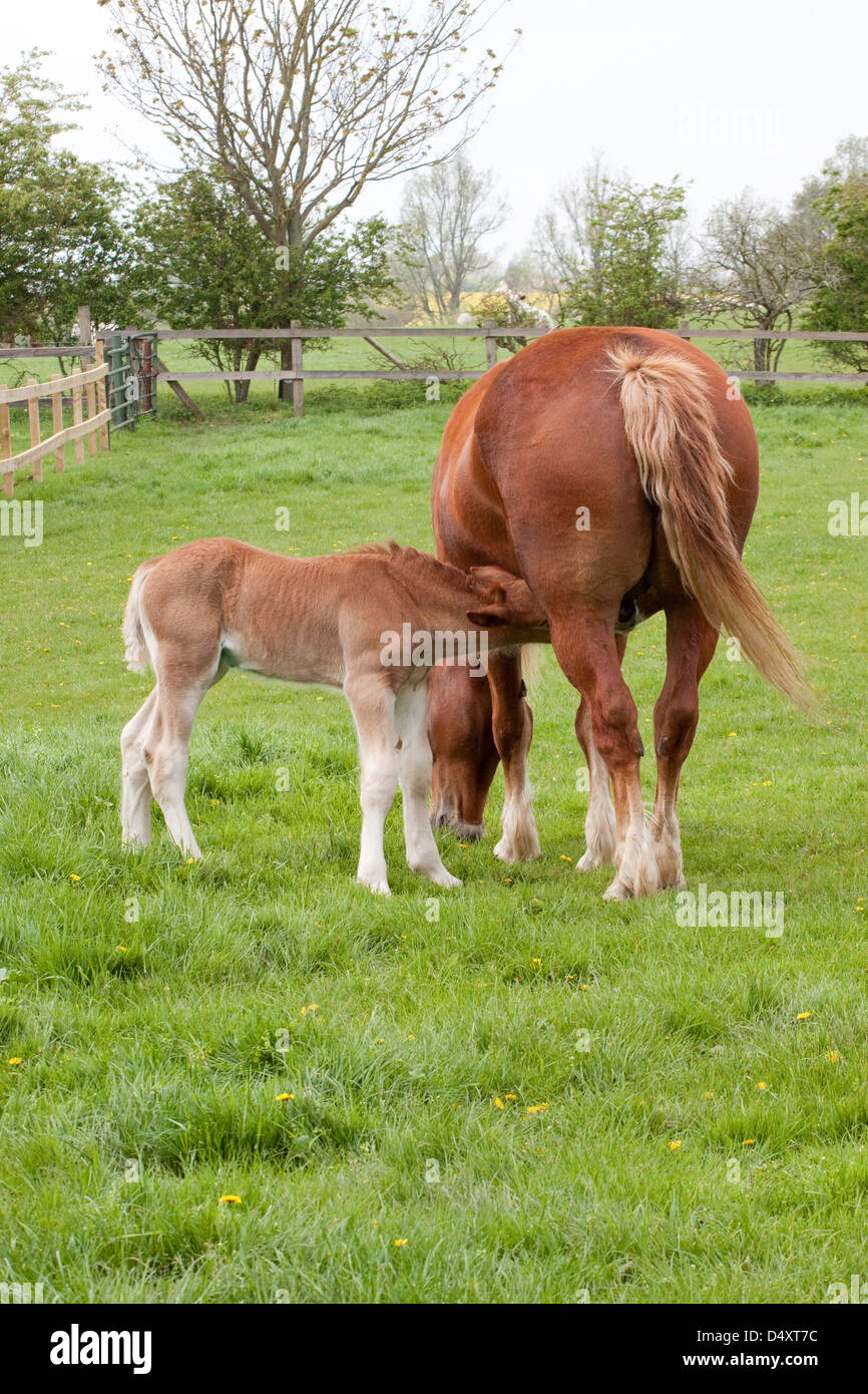 Foal with rear view of mare hi-res stock photography and images - Alamy