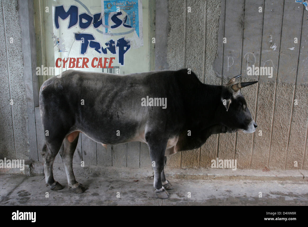 A bull guards an Internet cafe on the Mall in Mussoorie. Stock Photo
