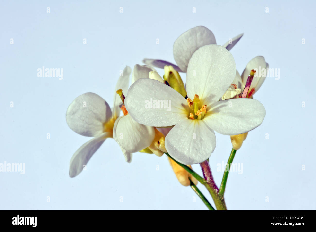Rock cress - white beautiful flowers Stock Photo