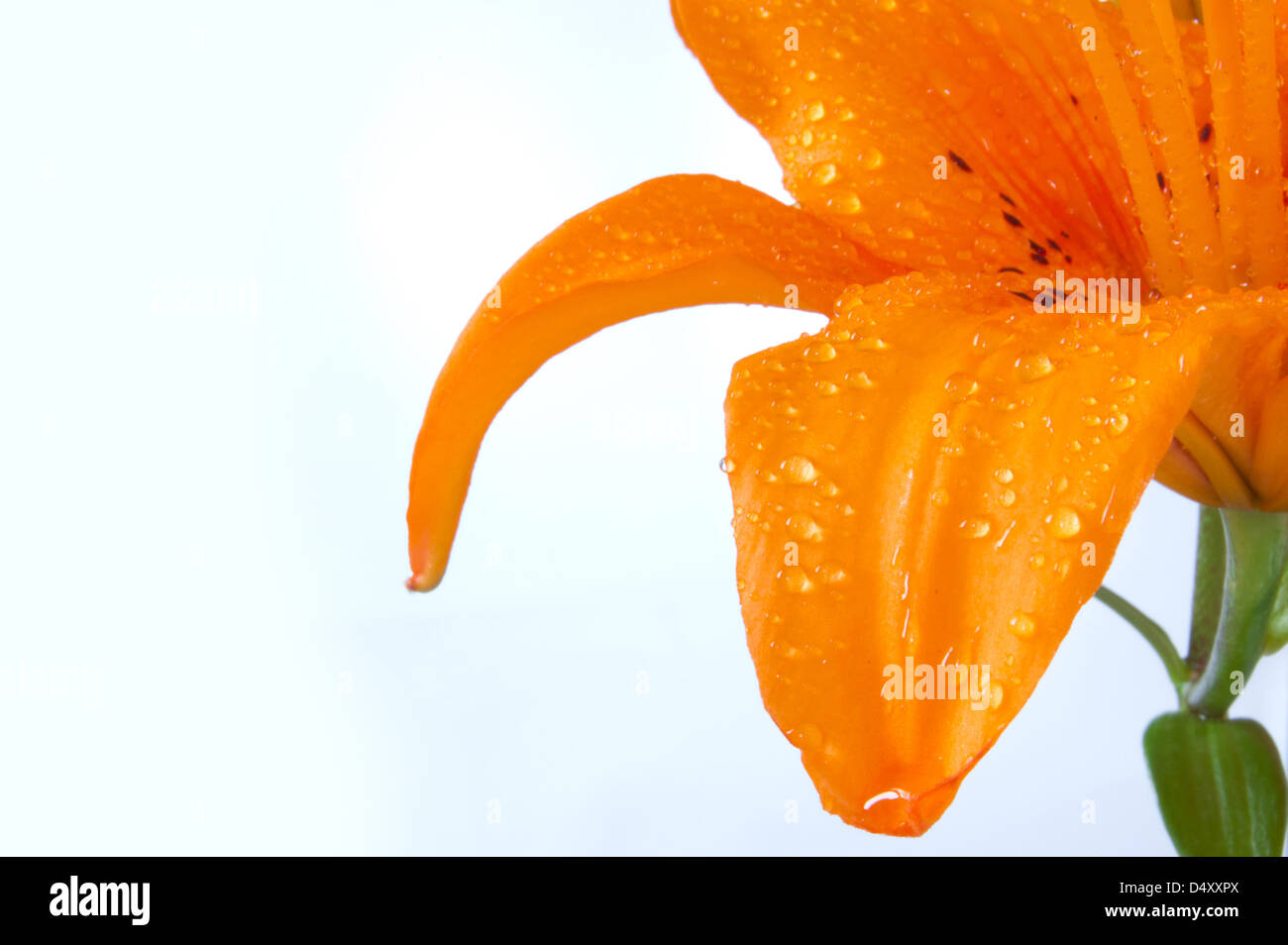 Only beautiful orange lily on the white background with dewdrop view from below flower nature Stock Photo