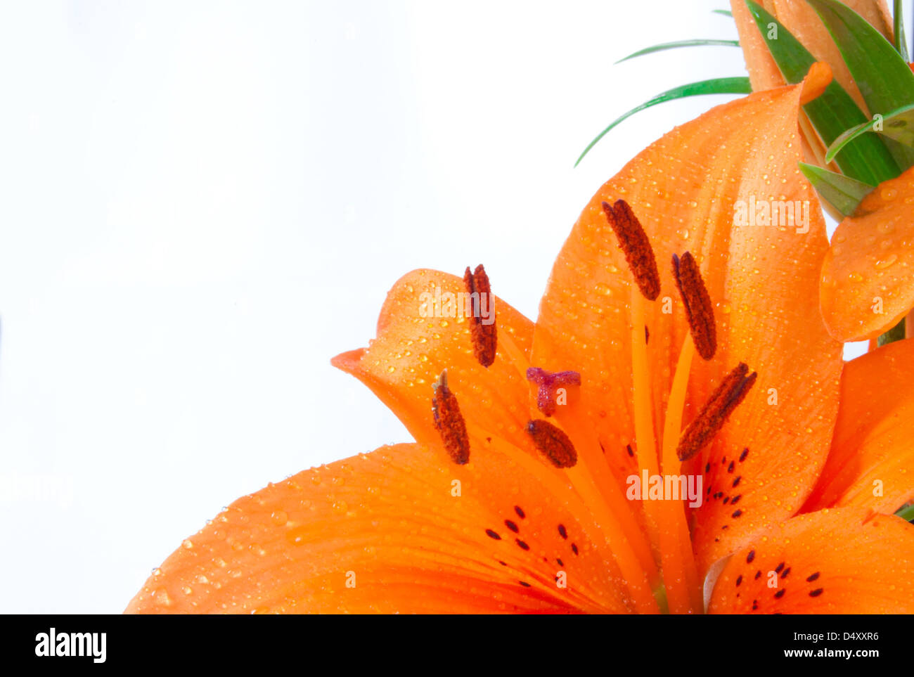 Only beautiful orange lily on the white background with dewdrop and several green leafs Stock Photo