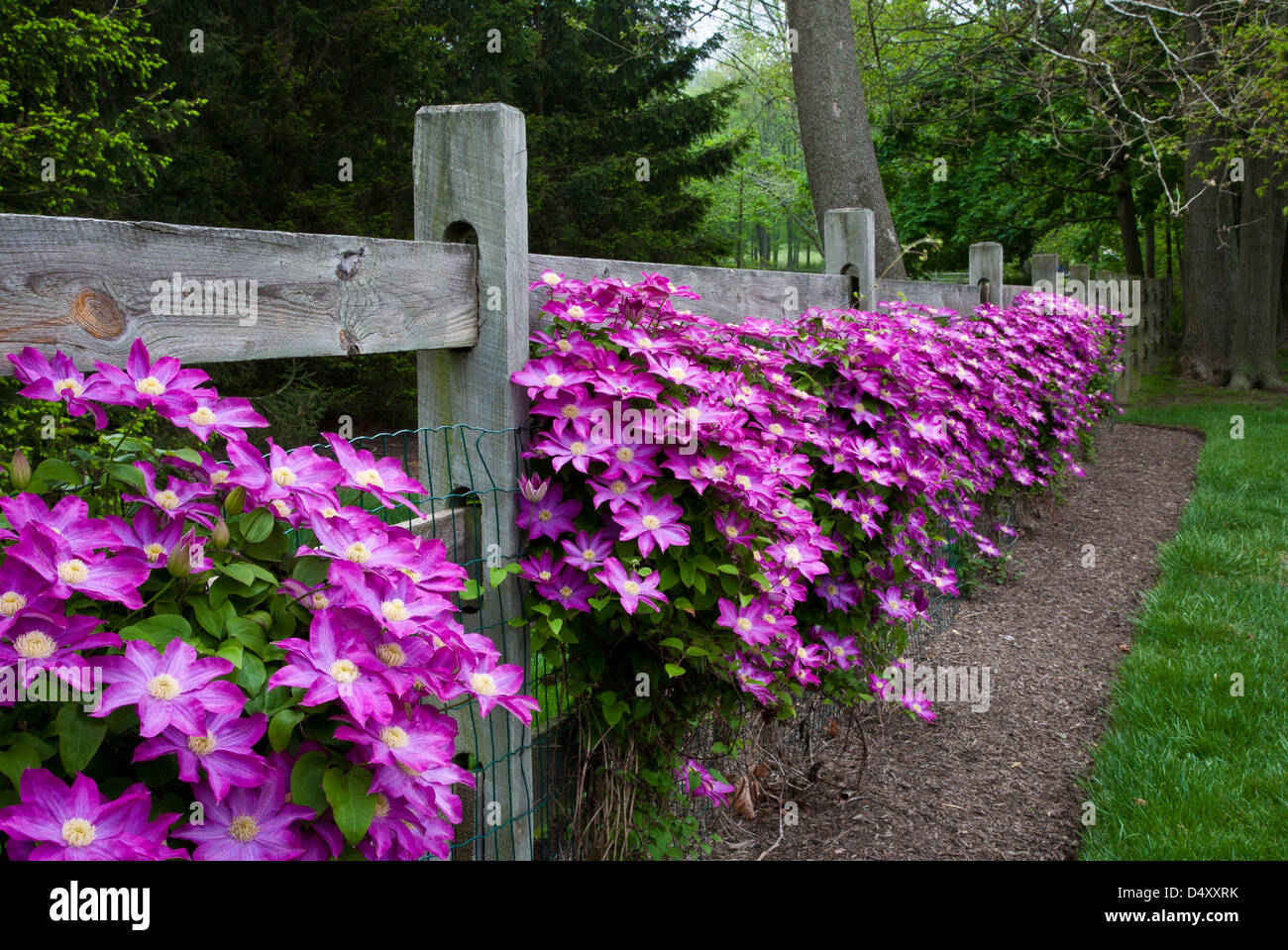 Colorful close up row of pink Clematis vines climing on a wooden garden fence in a backyard border, New Jersey, USA, pastel gardens  Fs 10.18 MB Stock Photo