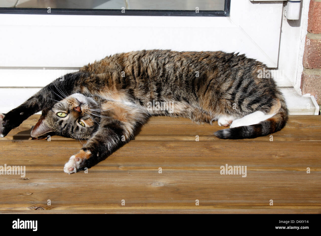 Tabby Tortoiseshell Cat Stock Photo 54681680 Alamy