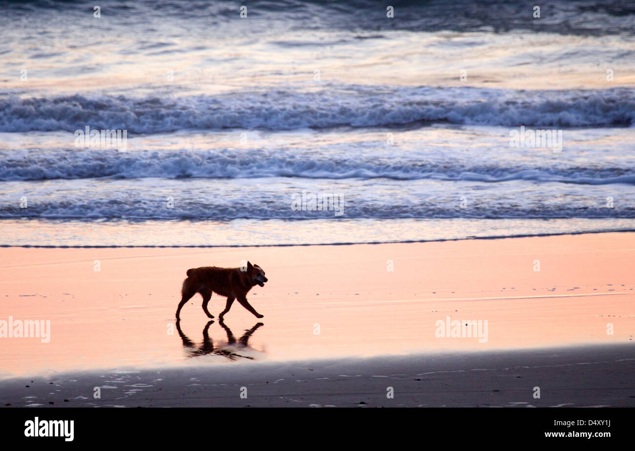 Dog Walking Along Seashore at Sunset Stock Photo Alamy