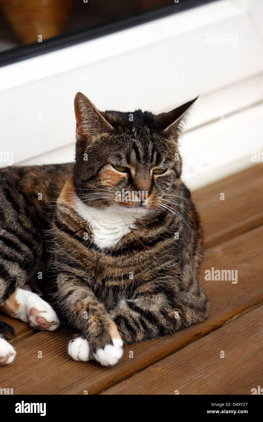 TABBY TORTOISESHELL CAT Stock Photo Alamy