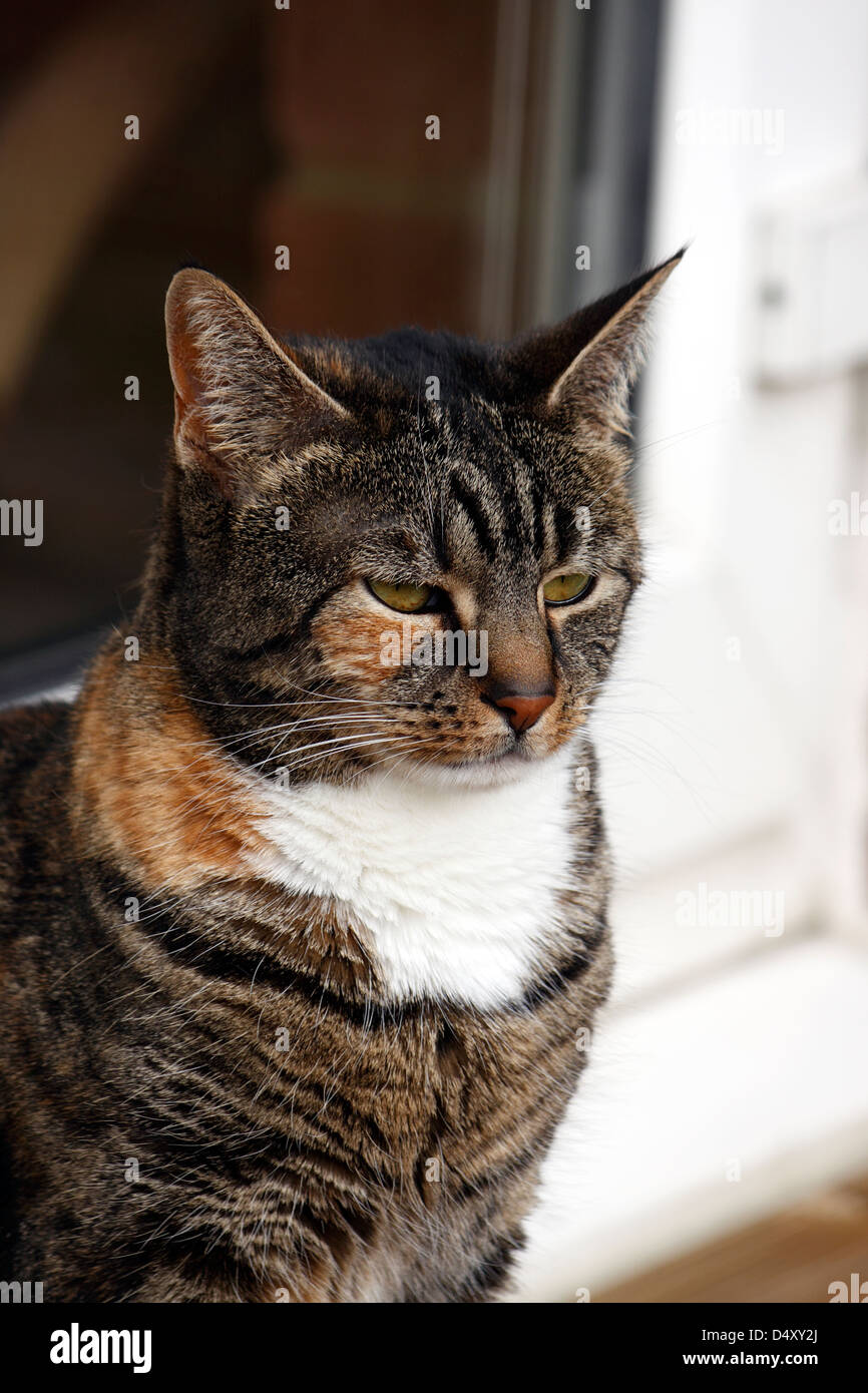 Tabby Tortoiseshell Cat Stock Photo - Alamy