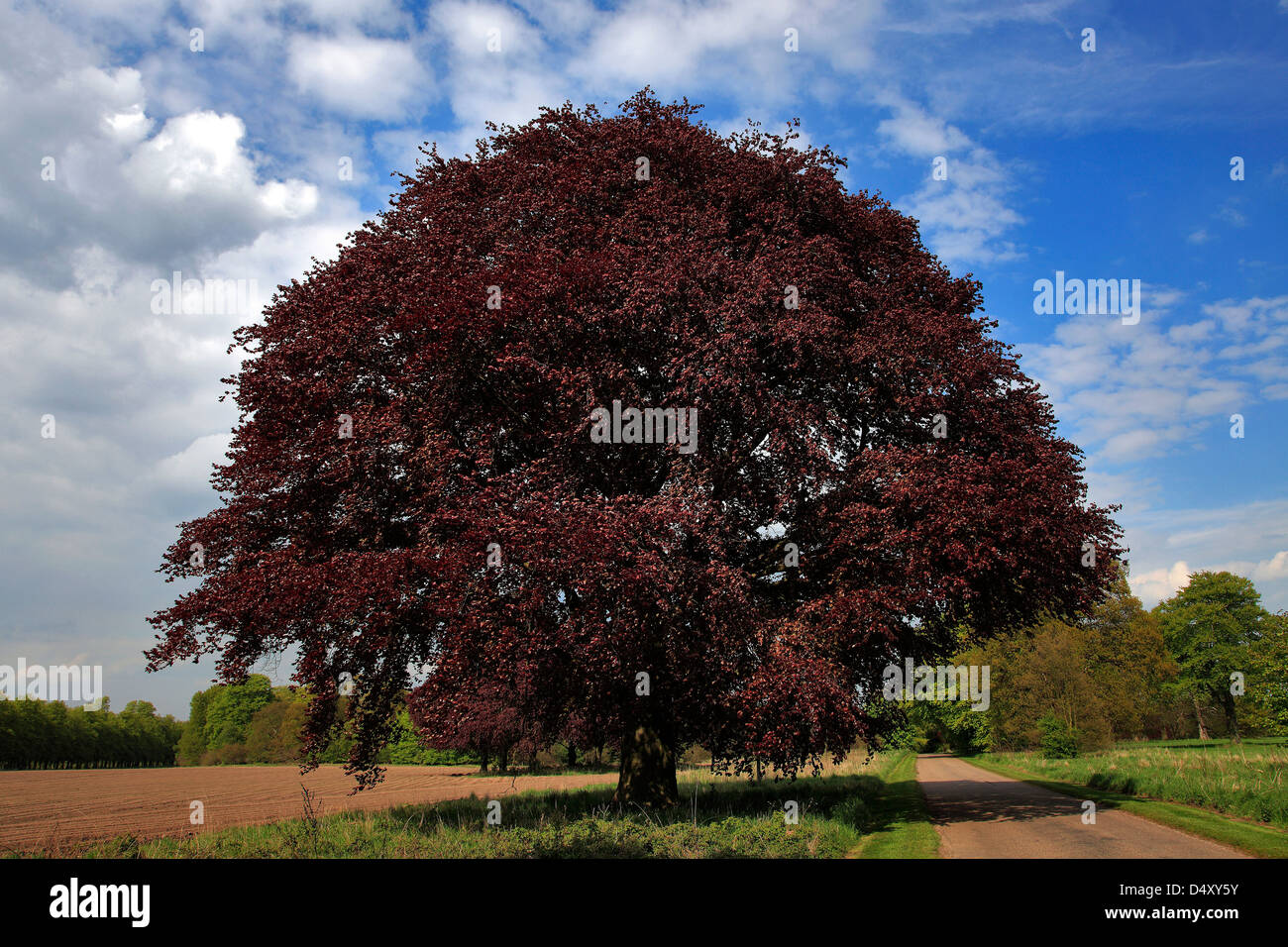 Copper Beech Tree Fagus sylvatica Spring Colours Woodland Nature Reserve Sherwood Forest SSSI Nottinghamshire England Stock Photo