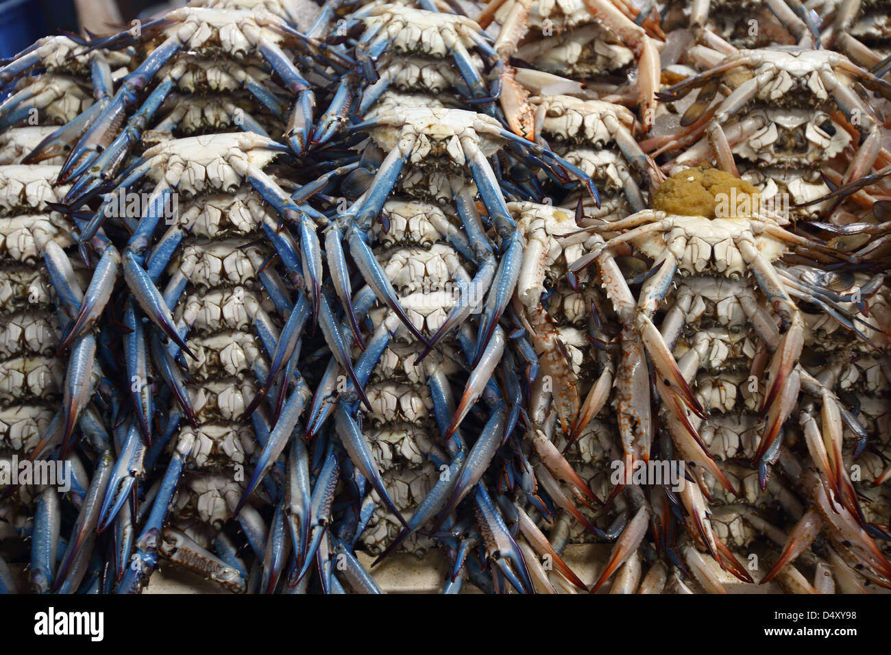 Closeup detail of crabs at fish market, Dubai, United Arab Emirates Stock Photo