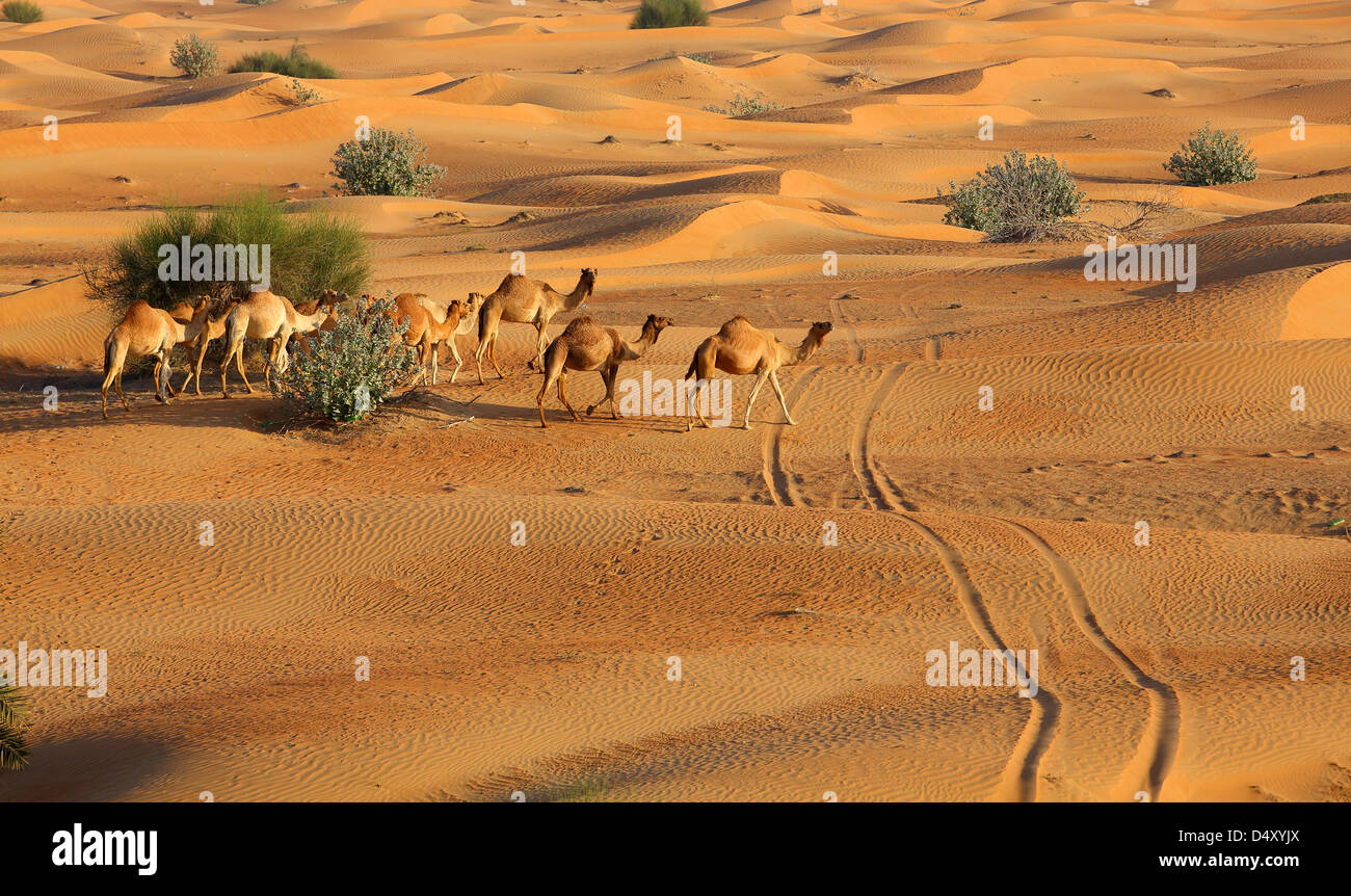 Camels in Arabian desert, Dubai, United Arab Emirates Stock Photo