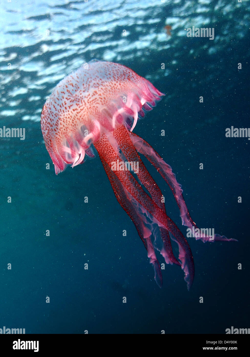 Jellyfish Stock Photo Alamy