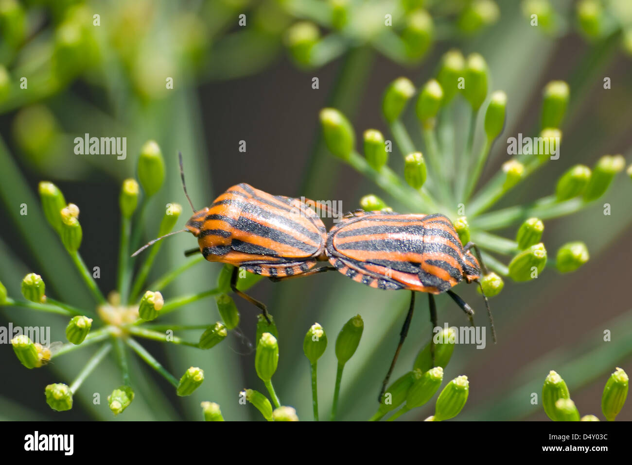 Two black red striped beetles sitting hi-res stock photography and