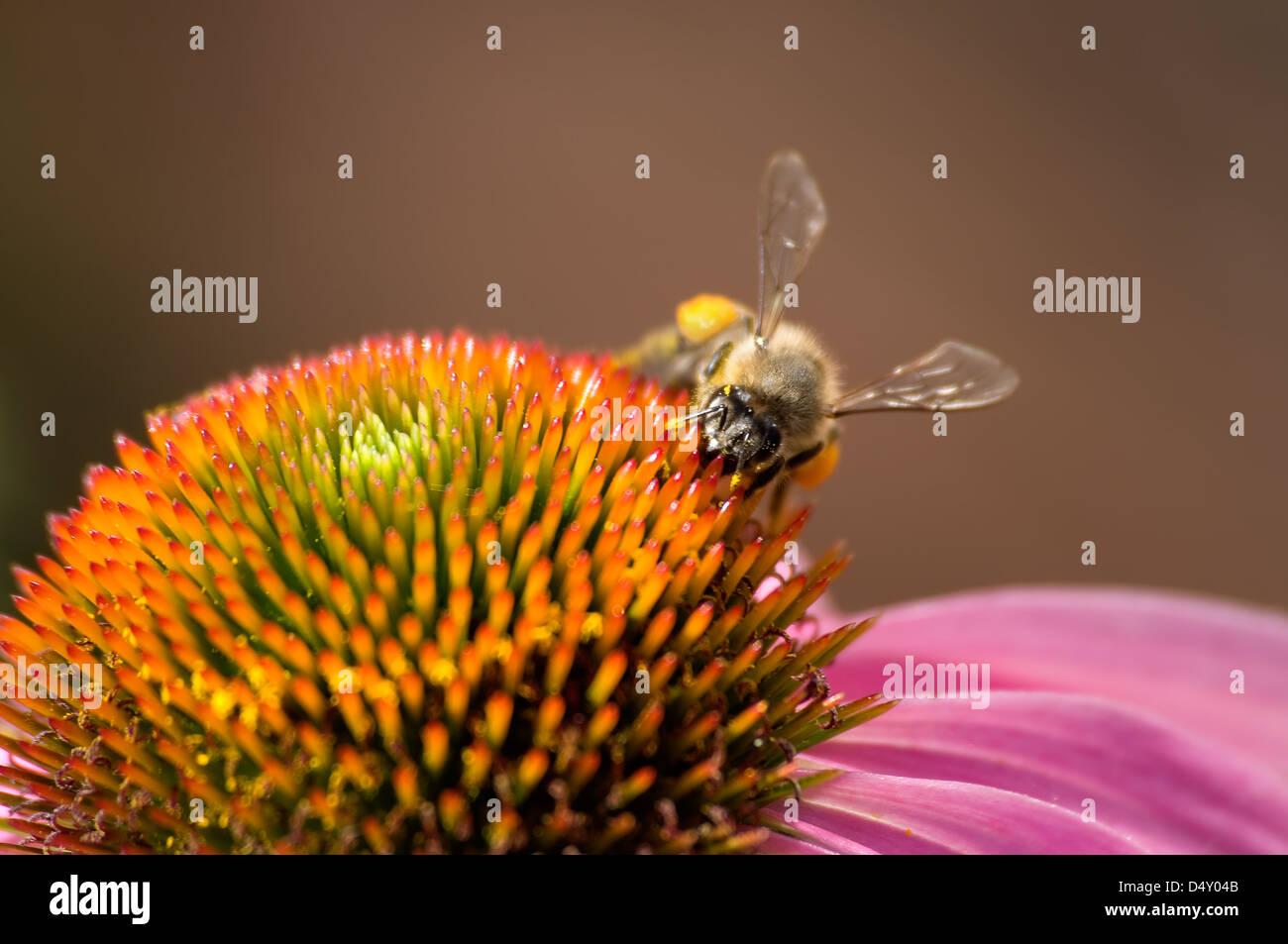 Bee on the flower echinacea is photographed closeup Stock Photo Alamy