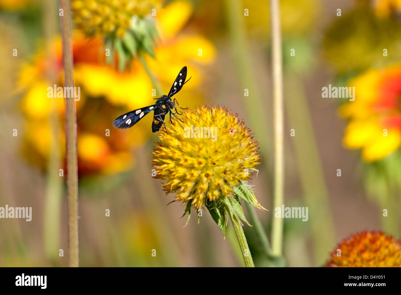 Black butterfly on the yellow flower Stock Photo