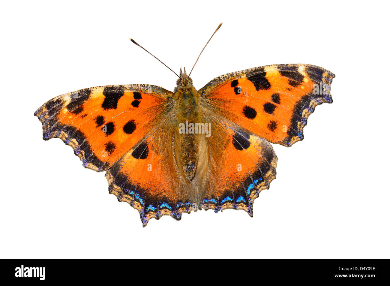 butterfly isolated on white background Stock Photo - Alamy