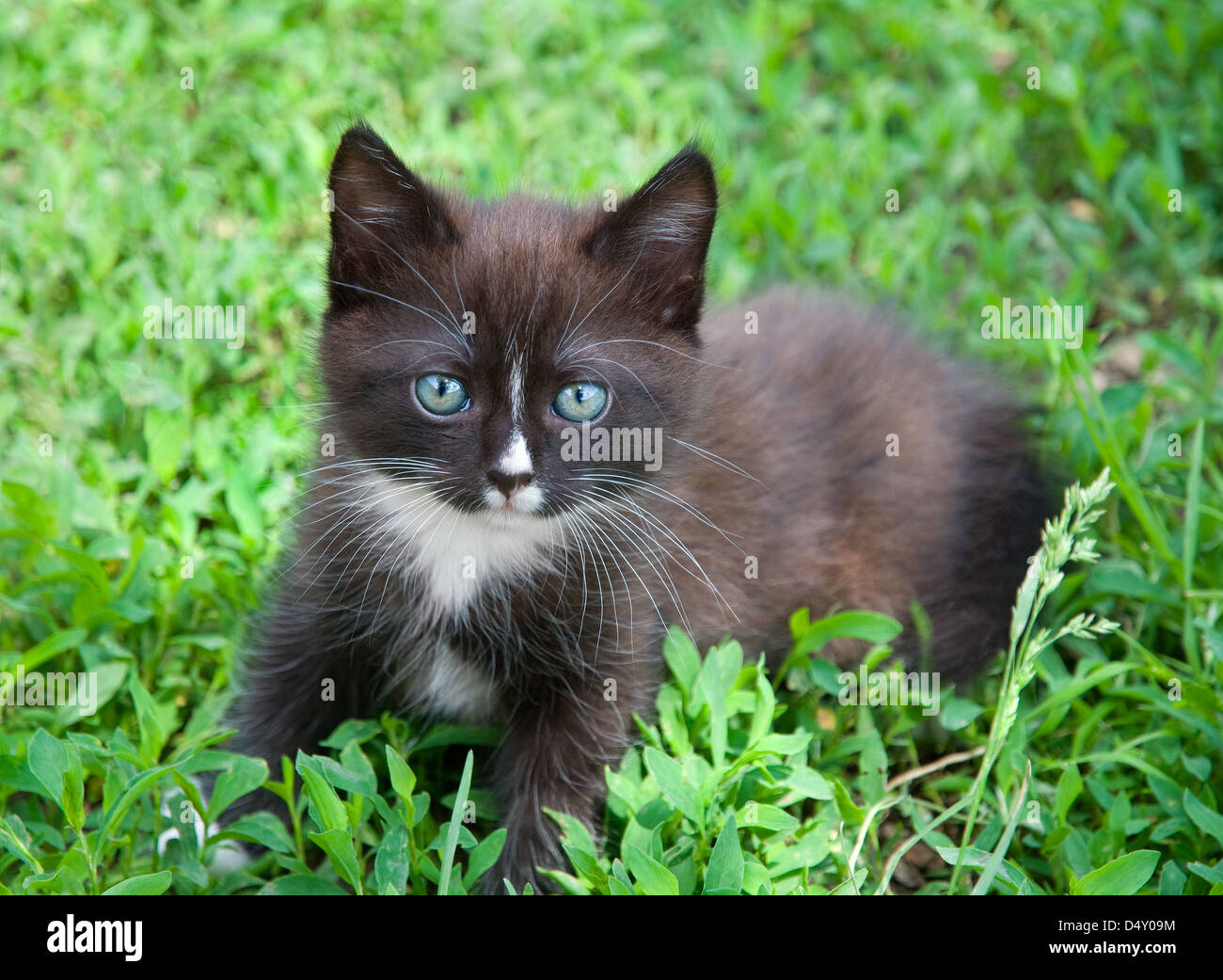 The brown kitten sits in a green grass Stock Photo