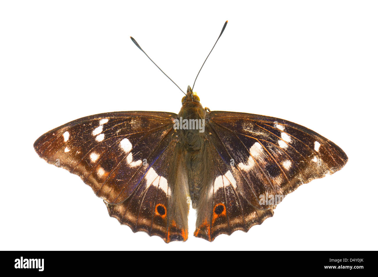 butterfly isolated on white background Stock Photo - Alamy