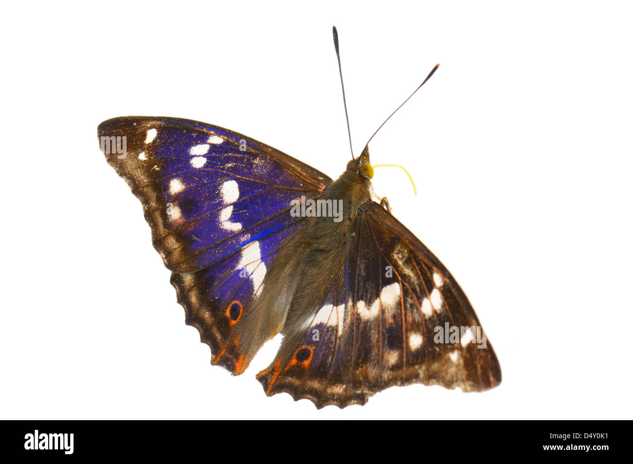 486,416 White Butterfly Isolated Images, Stock Photos, 3D objects, &  Vectors