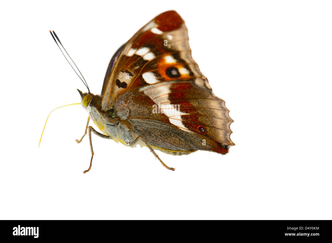 butterfly isolated on white background Stock Photo - Alamy
