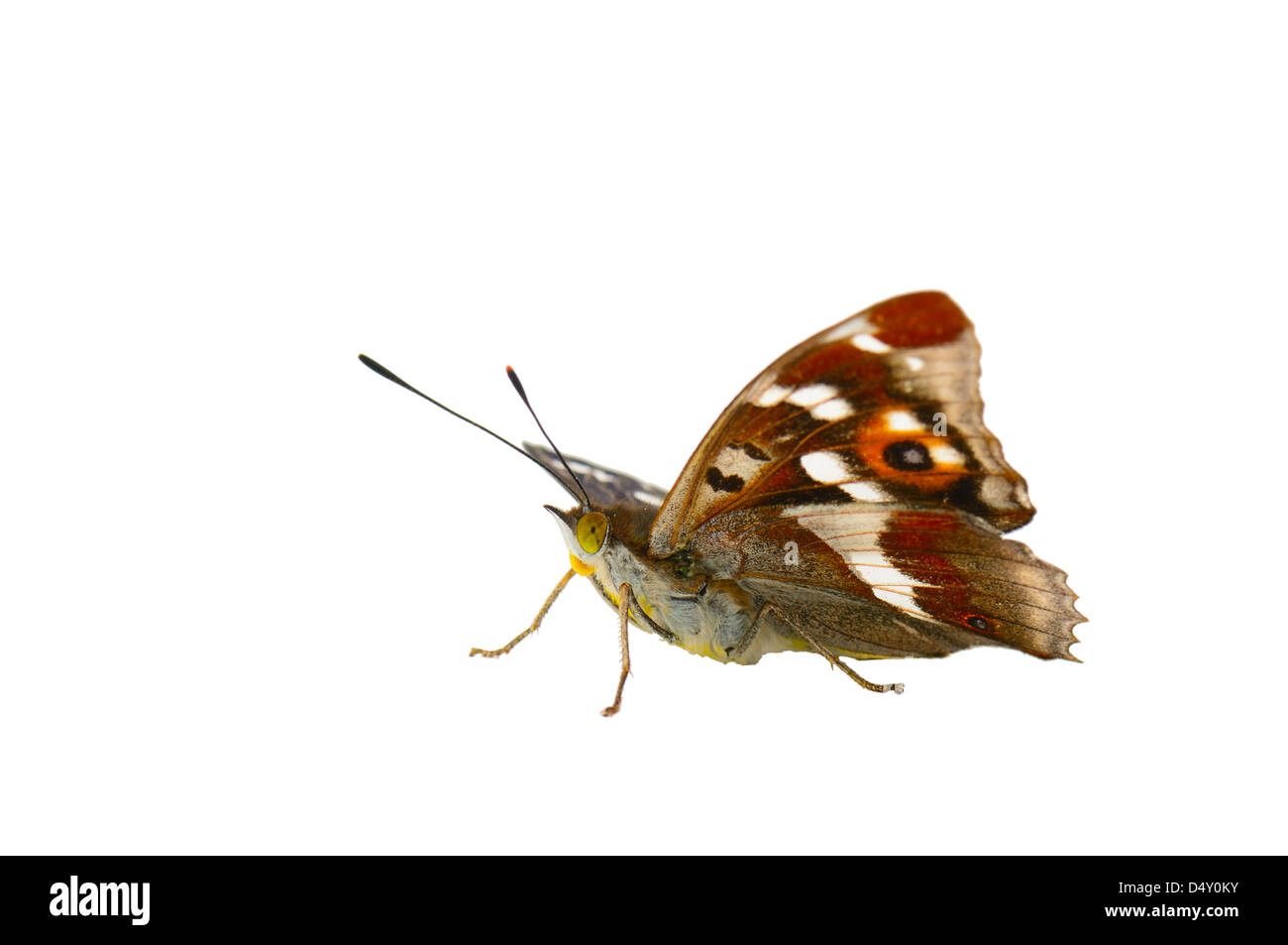 butterfly isolated on white background Stock Photo - Alamy