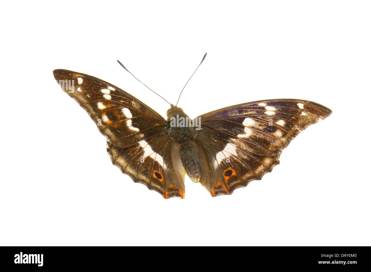 butterfly isolated on white background Stock Photo