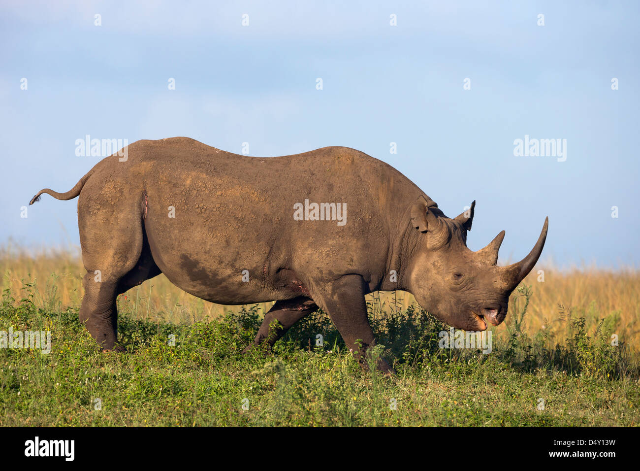 Бело черный носорог. Черный носорог. Африканский носорог. Чёрный носорог и белый носорог. Носорог бежит.