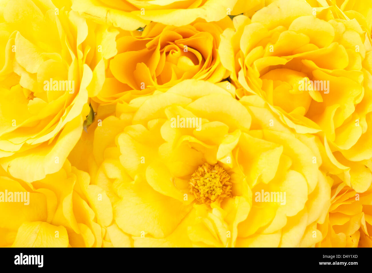 Beautiful yellow roses symbol love hi-res stock photography and images ...