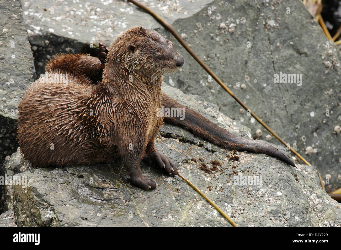 River otter resting on rocky Pacific westcoast shoreline-Victoria, British Columbia, Canada. Stock Photo