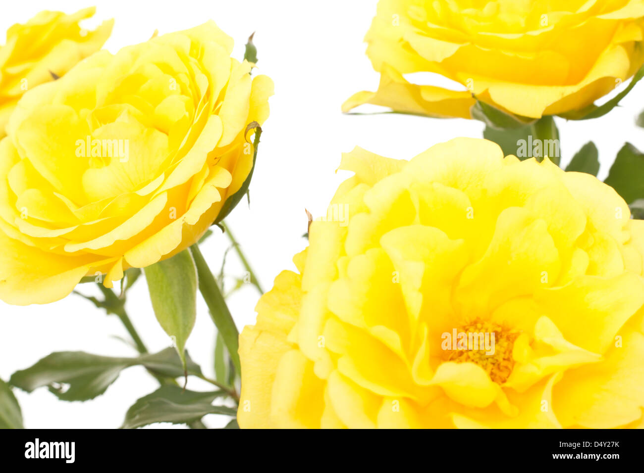 Beautiful bunch of yellow roses Stock Photo