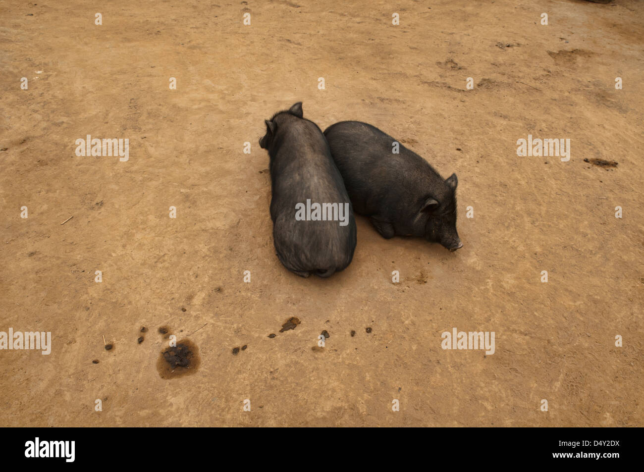 a pair of pigs in a rural Akha village near Phongsaly, Laos Stock Photo
