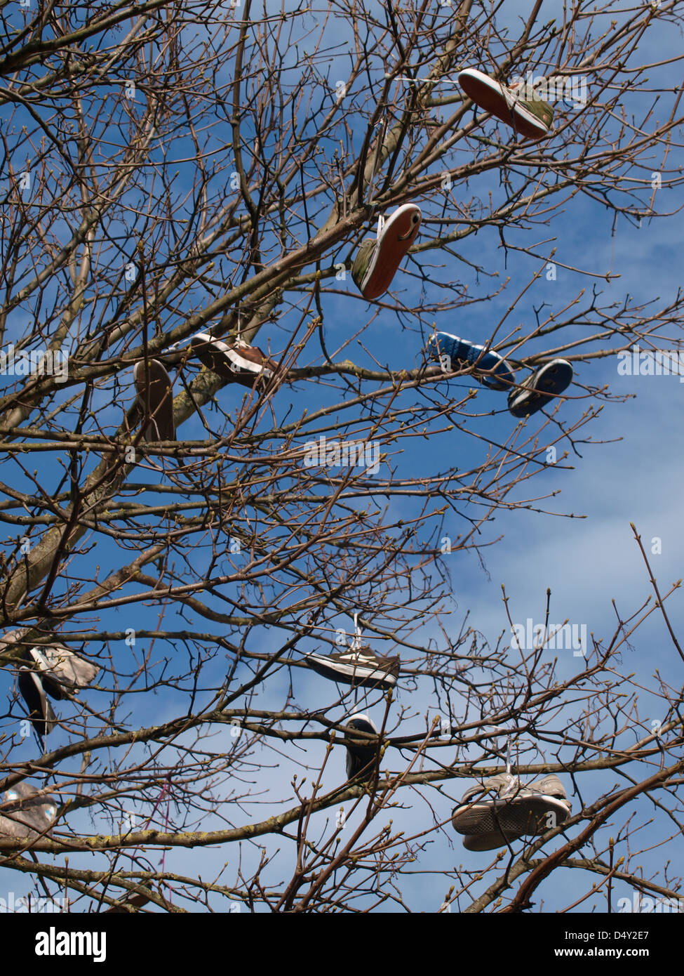Shoes hanging in a tree, UK 2013 Stock Photo