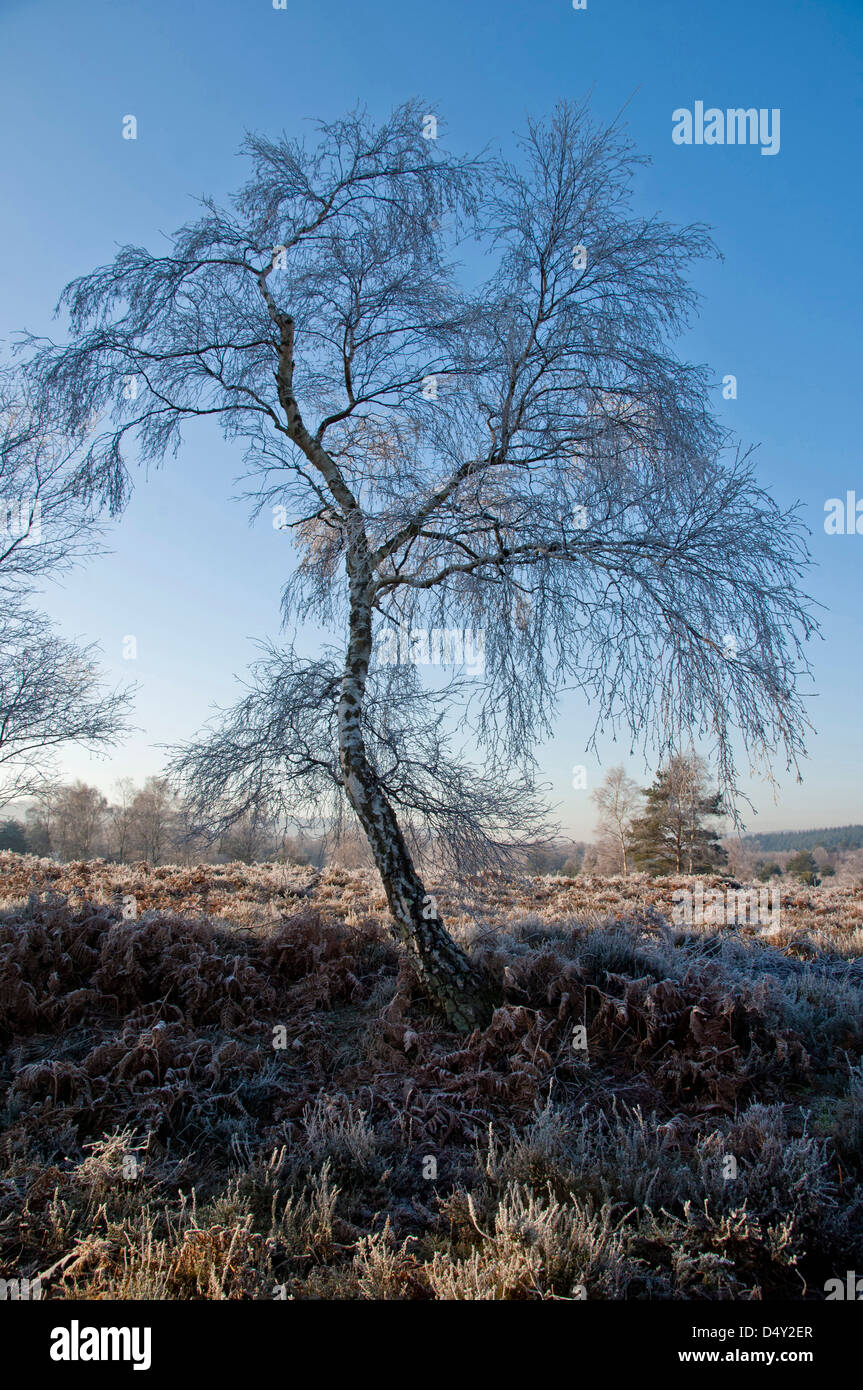 a frost covered tree in winter , Ambersham common sussex Stock Photo ...