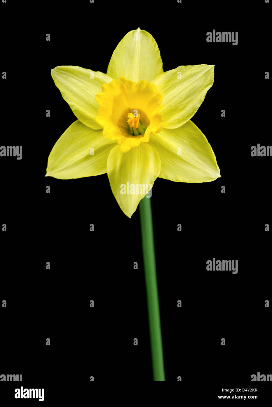 daffodil Stock Photo