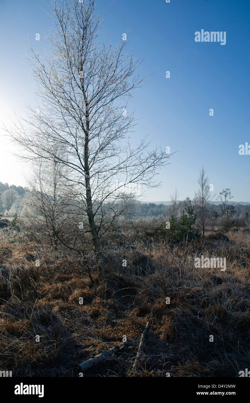 a frost covered tree in winter , Ambersham common sussex Stock Photo