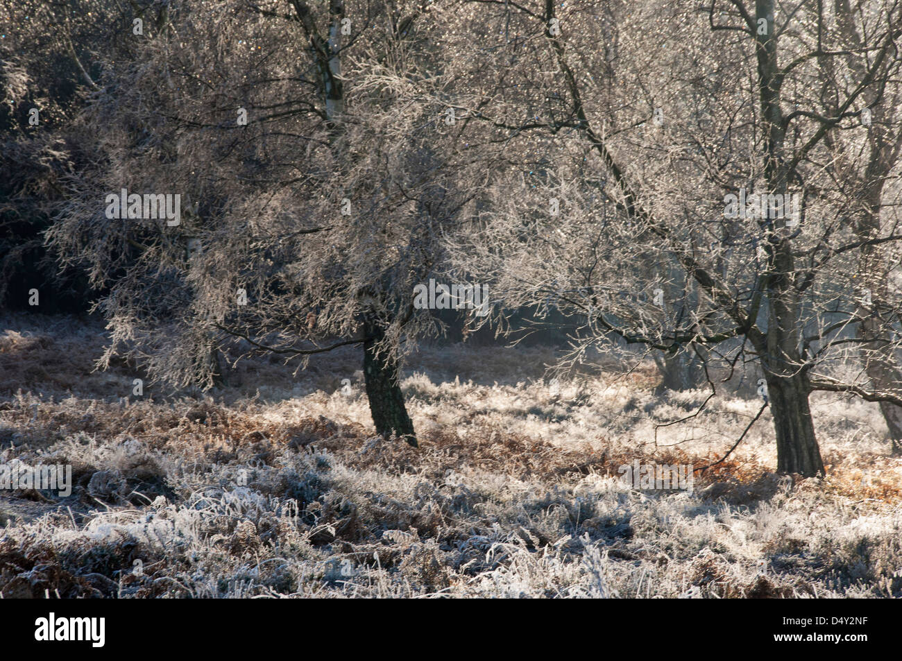 a frost covered tree in winter , Ambersham common sussex Stock Photo